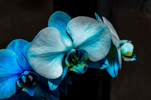 A macro shot of a Blue Moth Orchid
