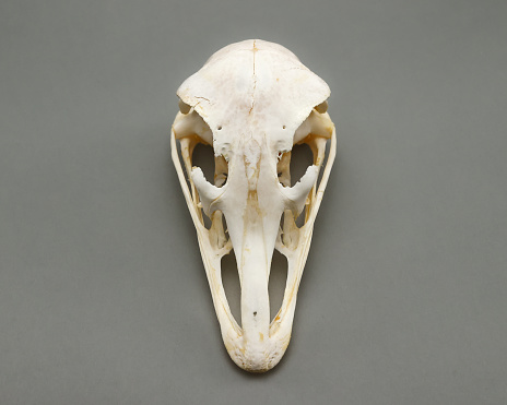 Superior view of one ostrich skull. Skeleton display education of zoology and osteology