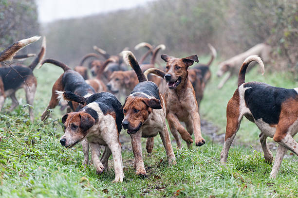 On the scent pack of foxhounds on the scent hound stock pictures, royalty-free photos & images