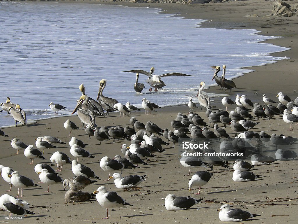 Seagulls and pelicans Seagulls and pelicans at Leadbetter Beach, Santa Barbara, California, USA Bay of Water Stock Photo