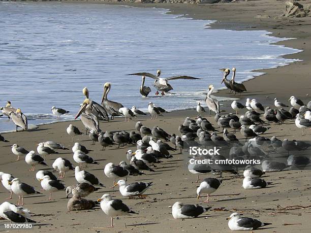 Seagulls And Pelicans Stock Photo - Download Image Now - Bay of Water, Beach, Blue