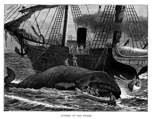 Whalers cutting up the Whale Vintage engraving showing Whalers cutting up the Whale, 1878 whaling stock illustrations