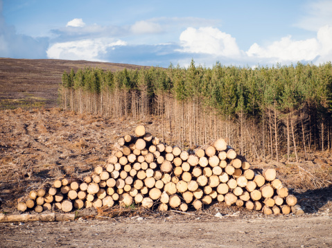 A log stack in front of remaining trees in a forest during a felling operation in Scotland's Highlands.