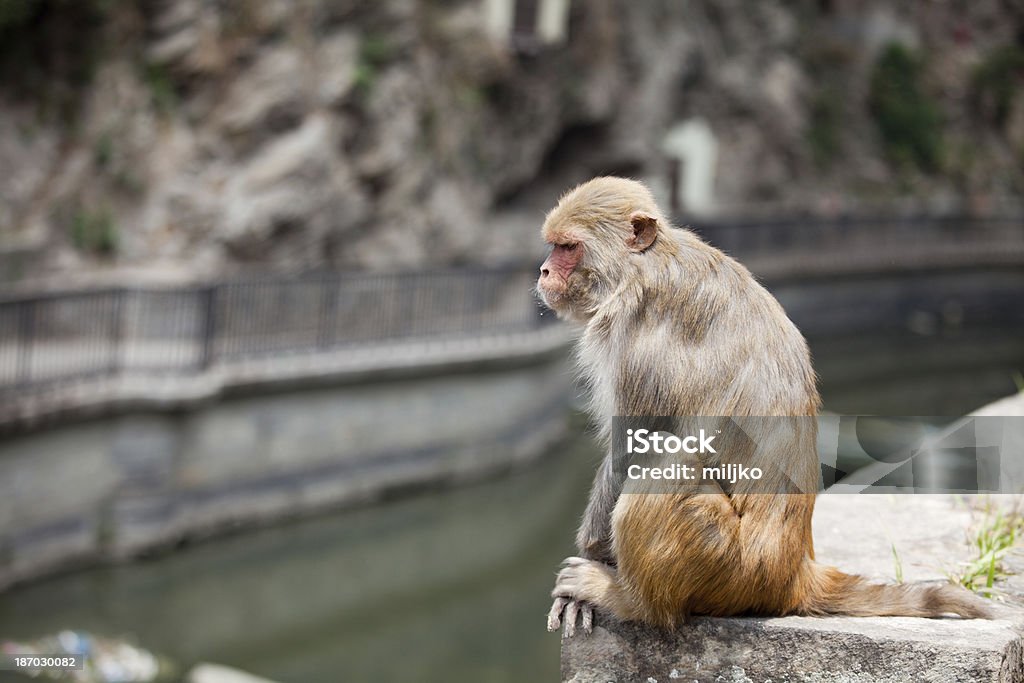 Scimmie seduto vicino al fiume a Kathmandu - Foto stock royalty-free di Acqua