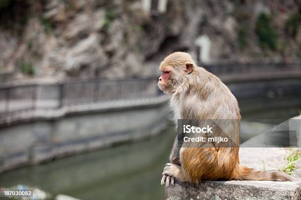 Scimmie Seduto Vicino Al Fiume A Kathmandu - Fotografie stock e altre immagini di Acqua - Acqua, Ambientazione esterna, Animale