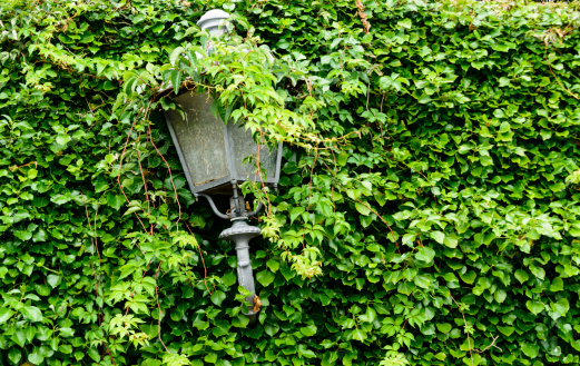 Antique outdoor lamp overgrown with vines.