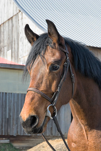 istock Horse Head Shot, Barn Background 187030123