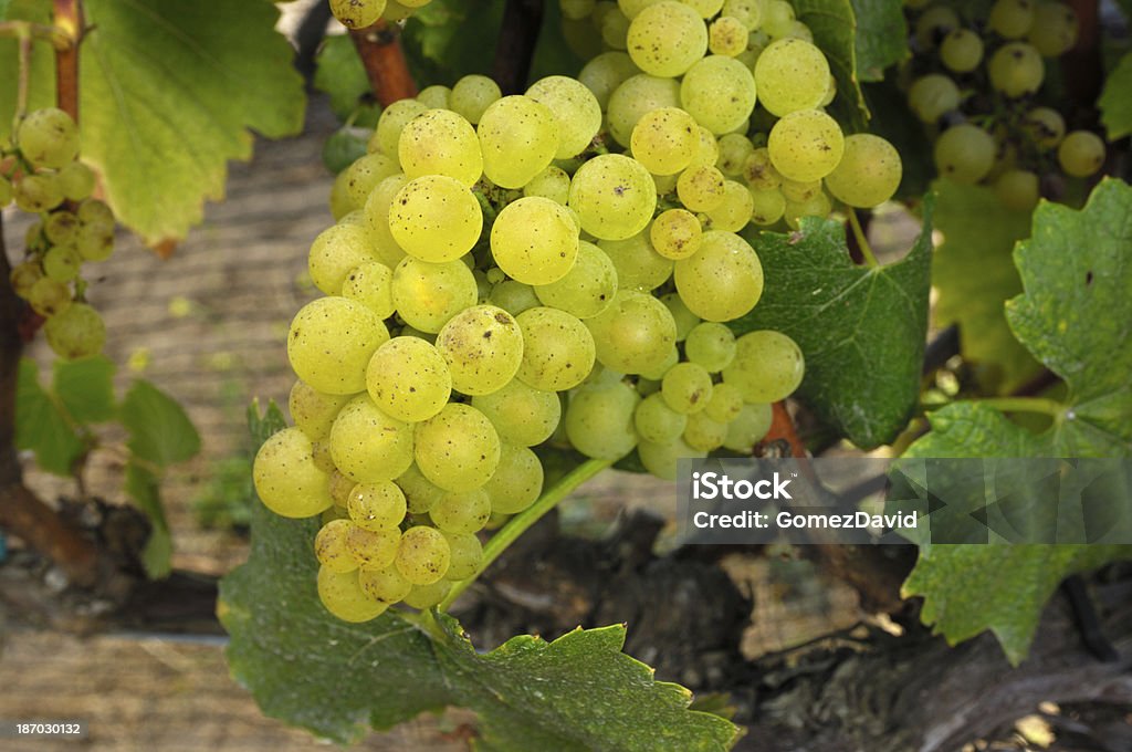 Primer plano de vino Chardonnay orgánicos uvas en la vid - Foto de stock de Agricultura libre de derechos