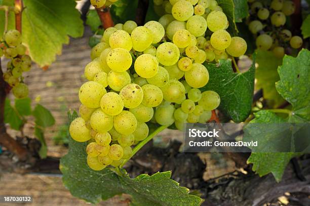 Closeup Of Organic Chardonnay Вино И Виноград На Виноградной Лозы — стоковые фотографии и другие картинки Без людей