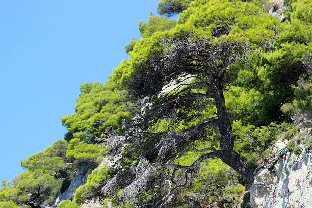 bonsai w cliff (pozioma zdjęcie) - pygmean zdjęcia i obrazy z banku zdjęć