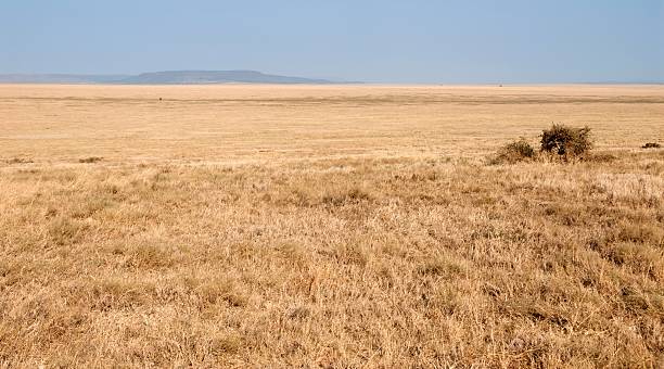 istock Serengeti Landscape 187030274