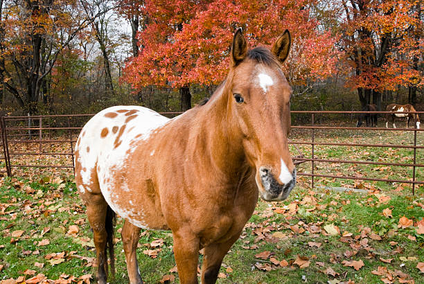 Horse in Fall Pasture, Appaloosa with Spots Horses in fall pasture with autumn color trees, a saddle blanket Appaloosa with spots. appaloosa stock pictures, royalty-free photos & images