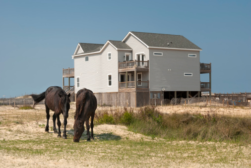 Two wild horses grazing the sandy soil near a new beach house, Corolla, VA, USA.