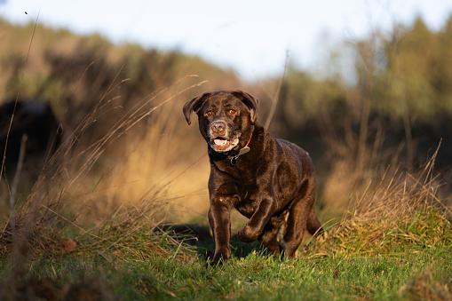 Brown Labrador retriever dog portrait outdoor in sunny day. This file is cleaned and retouched.