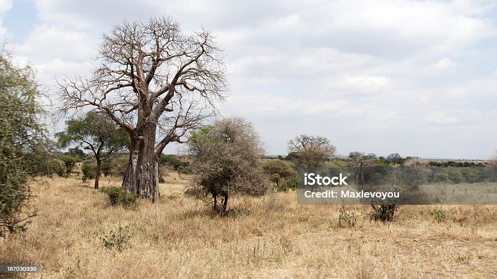 Boabab Landscape Tarangire, Tanzania - 02 08, 2013 : Magic Trees in Tarangire National Park Acacia Tree Stock Photo