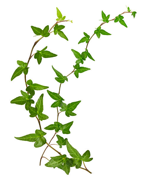 istock Two green ivy branches against a white background 187030336