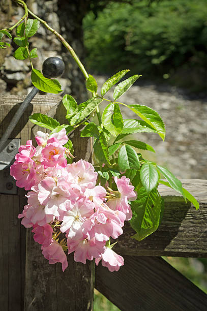 puerta de madera y rosas - nibthwaite fotografías e imágenes de stock