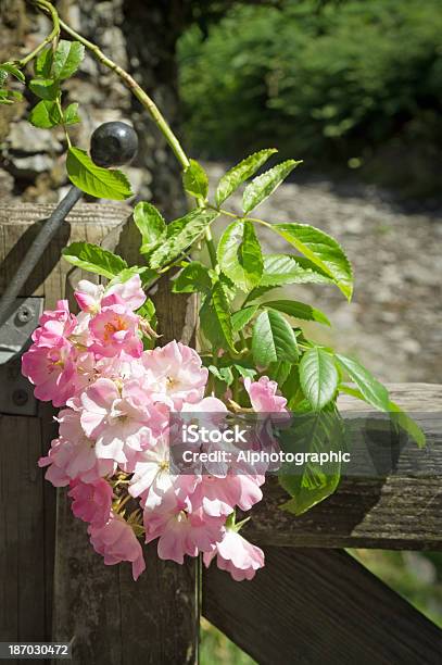 Portão De Madeira E Rosa - Fotografias de stock e mais imagens de Agricultura - Agricultura, Andar, Ao Ar Livre