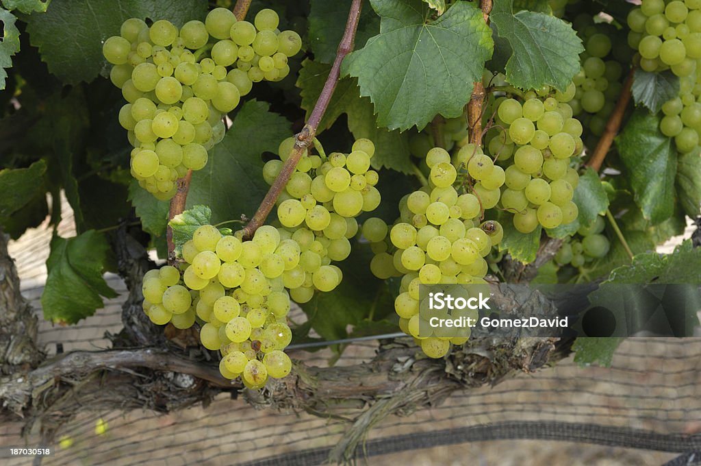 Close-up di organico uve da vino Chardonnay a vite - Foto stock royalty-free di Acerbo