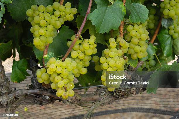 Closeup Di Organico Uve Da Vino Chardonnay A Vite - Fotografie stock e altre immagini di Acerbo - Acerbo, Affollato, Agricoltura