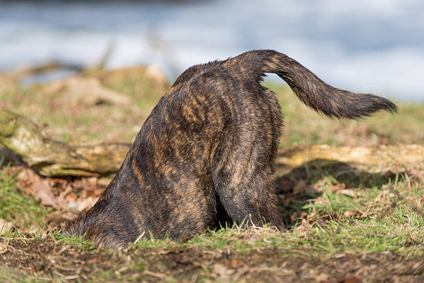 Bottoms up Brindle dog with its head down a hole burying stock pictures, royalty-free photos & images