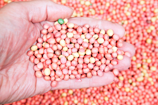 A male hand is holding soybean seeds ready for planting in a farm field. These seeds have been coated with a red fungicide, fertilizer, herbicide or insecticide. \u2028http://www.banksphotos.com/LightboxBanners/AgFarming.jpg