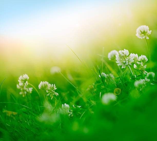 istock wildflowers in meadow during sunrise 187030680