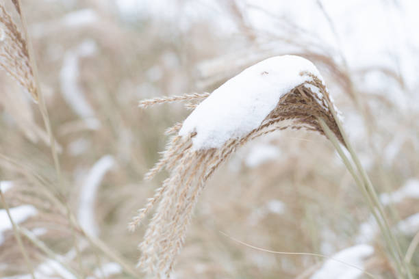 istock Miscanthus under the snow in winter. Garden plant. 1870307823