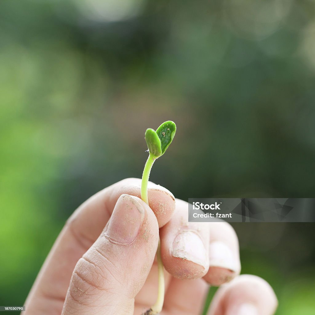 Con un Germoglio - Foto stock royalty-free di Colore verde