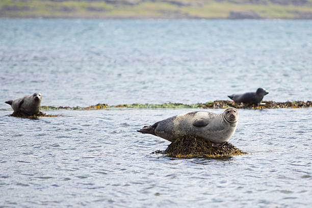 istock Seals in the Westfjords 187030886