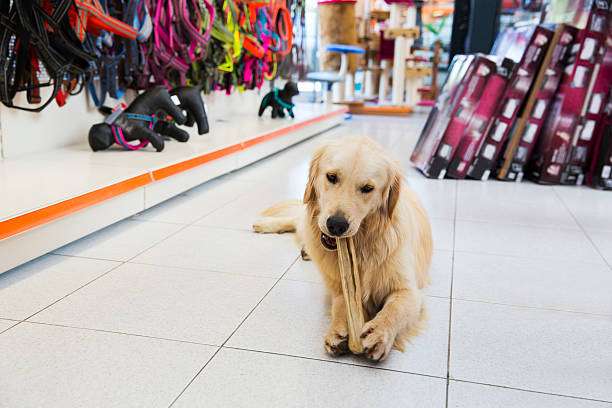 istock Cute golden retriever with big bone in pet store 187030895