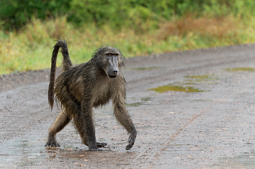 Baboon in a road pole