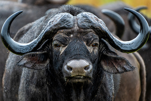 Close-up of an African buffalo in the Maasai Mara National Reserve in Kenya.