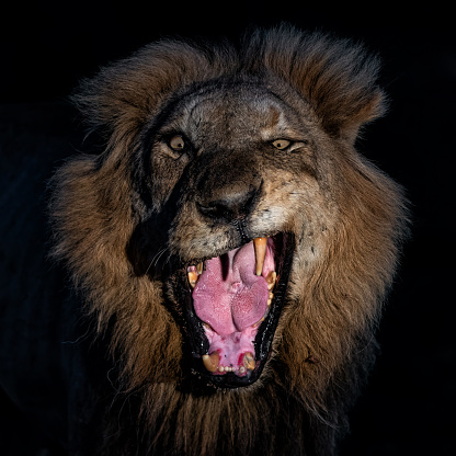 Portrait of a dominant male lion in Sabi Sands Game Reserve in the Greater Kruger Region in South Africa