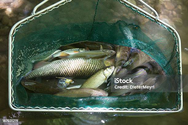 Foto de Electrofishing e mais fotos de stock de Truta Marisca - Truta Marisca, Acidente, Acidentes e desastres