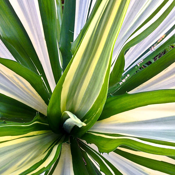 istock Singapore, tropical foliage. 187031232