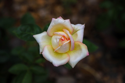 Closeup of a white-yellow-pink rose flower as a natural background. Top view photo