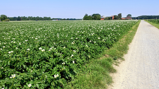 A large farm field of flowering potatoes in Germany at the beginning of the summer season. Concept of agriculture and good harvest.