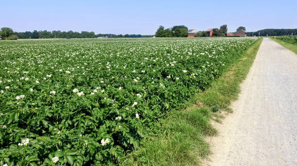 A large farm field of flowering potatoes in Germany at the beginning of the summer season. Concept of agriculture and good harvest. stock photo