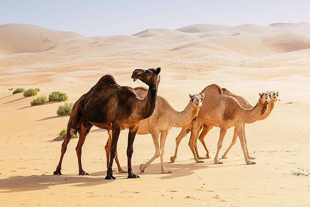 istock Black and Brown Camels in the Desert 187031376