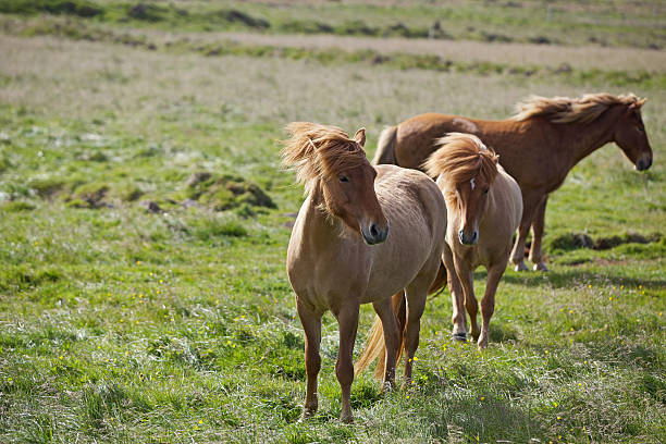 istock Icelandic horses in the Westfjords. Iceland. 187032134
