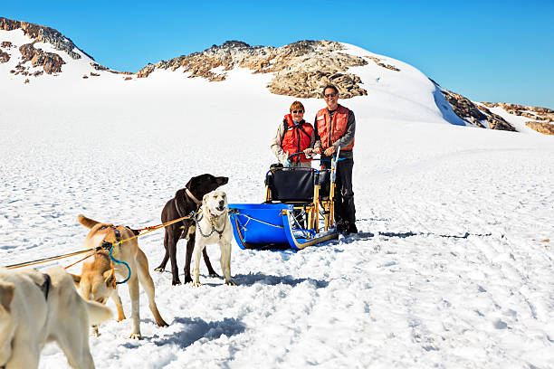 Tourists standing behind a dog sled in Alaska Tourists stand behind a dog sled team in Skagway, Alaska.  RM dogsledding stock pictures, royalty-free photos & images