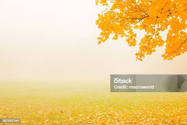 Ramo De Outono No Parque 36 Mpx - Fotografias de stock e mais imagens de Abaixo - Abaixo, Amarelo, Ao Ar Livre