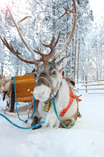 A reindeer and sleigh sit at sunset as snow flurries begin.