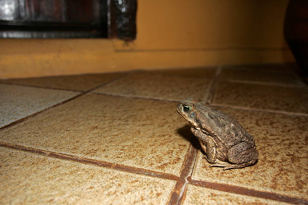 ага, marinus bufo - cane toad toad wildlife nature стоковые фото и изображения