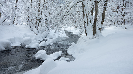 A mountain stream flowing through snowed trees. A thick layer of snow is covering the white landscape. White snow covers all trees. Avrig valley, Carpathia, Romania.