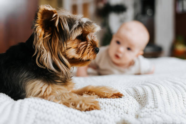 Pet with child on bed, selective focus on dog lying in bedroom Pet with child on bed, selective focus on dog lying in bedroom. newborn yorkie puppies stock pictures, royalty-free photos & images