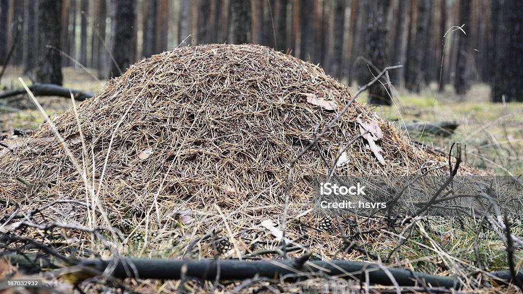 Formicaio nella foresta - Foto stock royalty-free di Albero