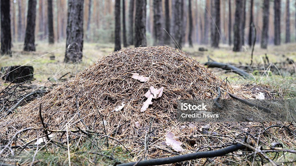 개미 집 forest - 로열티 프리 0명 스톡 사진
