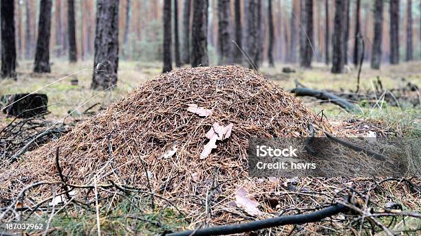 개미 집 Forest 0명에 대한 스톡 사진 및 기타 이미지 - 0명, 가문비나무, 갈색